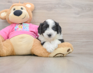 8 week old Aussiechon Puppy For Sale - Seaside Pups