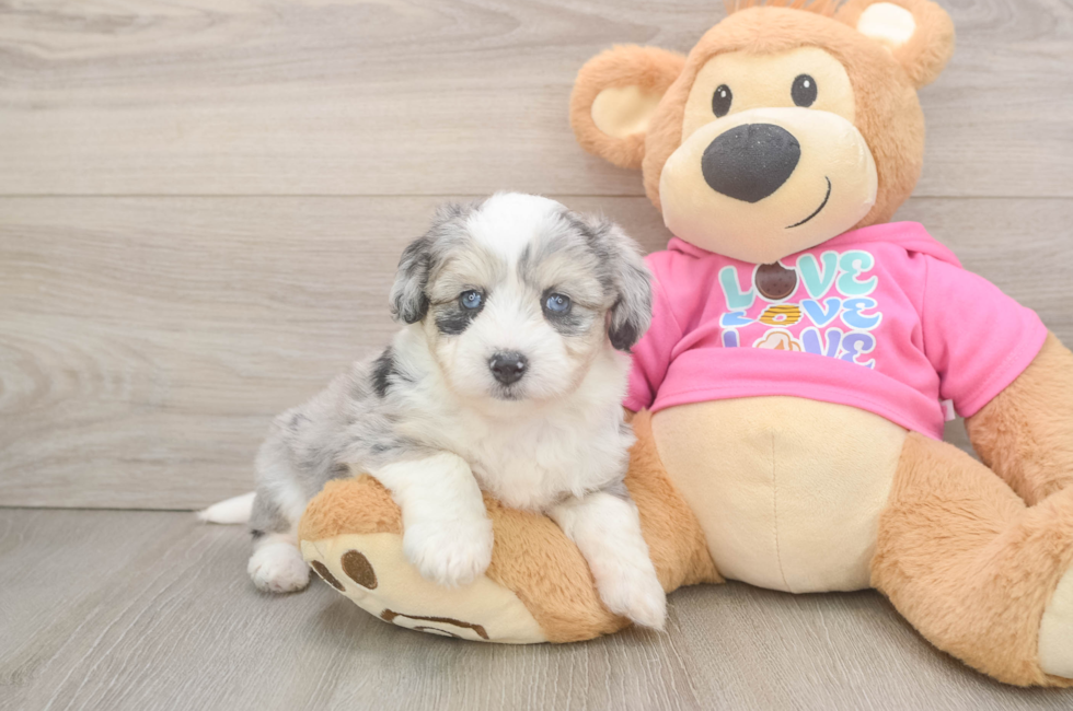 5 week old Aussiechon Puppy For Sale - Seaside Pups