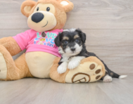 8 week old Aussiechon Puppy For Sale - Seaside Pups