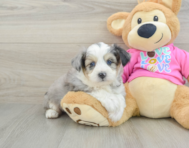 6 week old Aussiechon Puppy For Sale - Seaside Pups