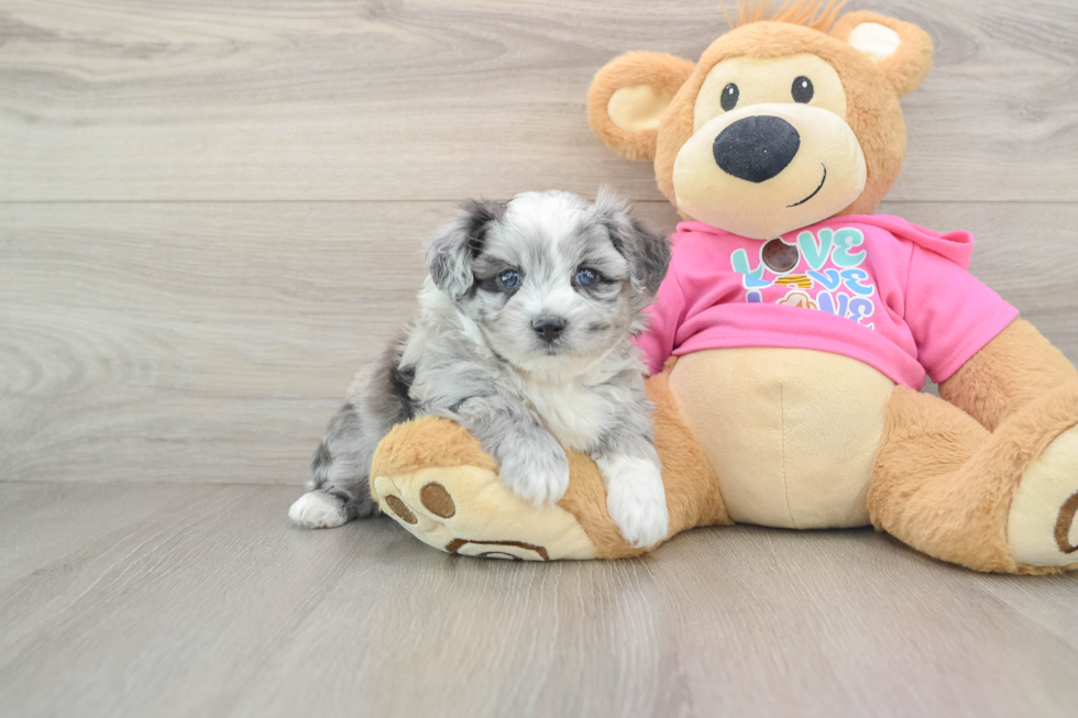 Funny Aussiechon Designer Pup