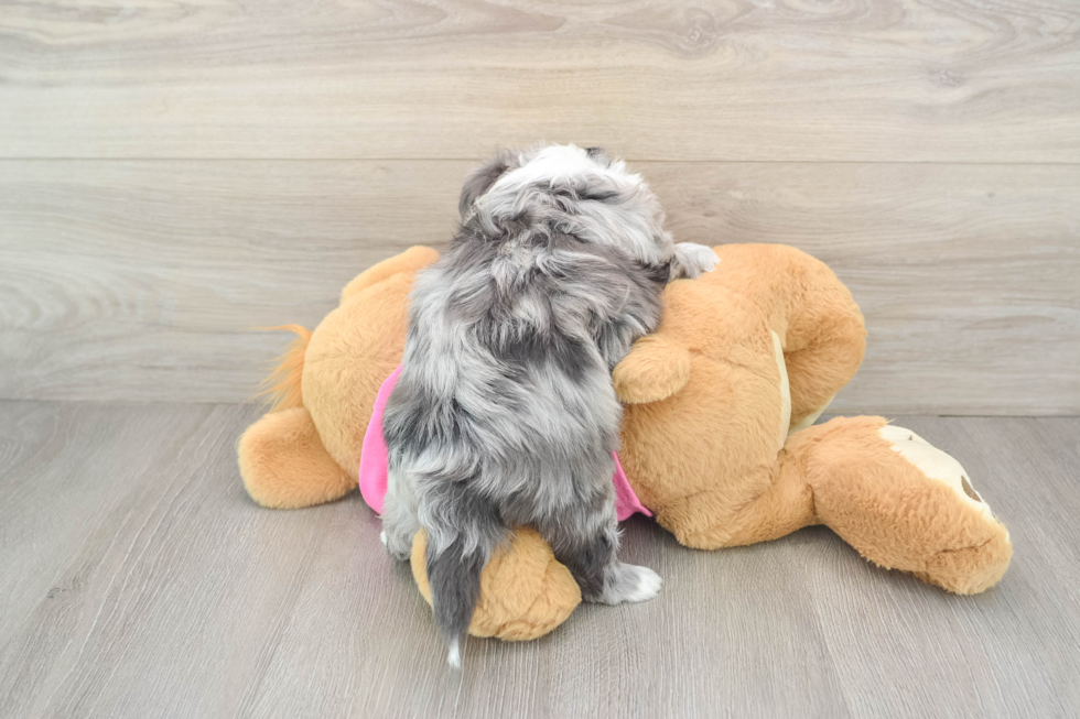 Aussiechon Puppy for Adoption