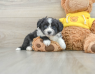 7 week old Aussiechon Puppy For Sale - Seaside Pups