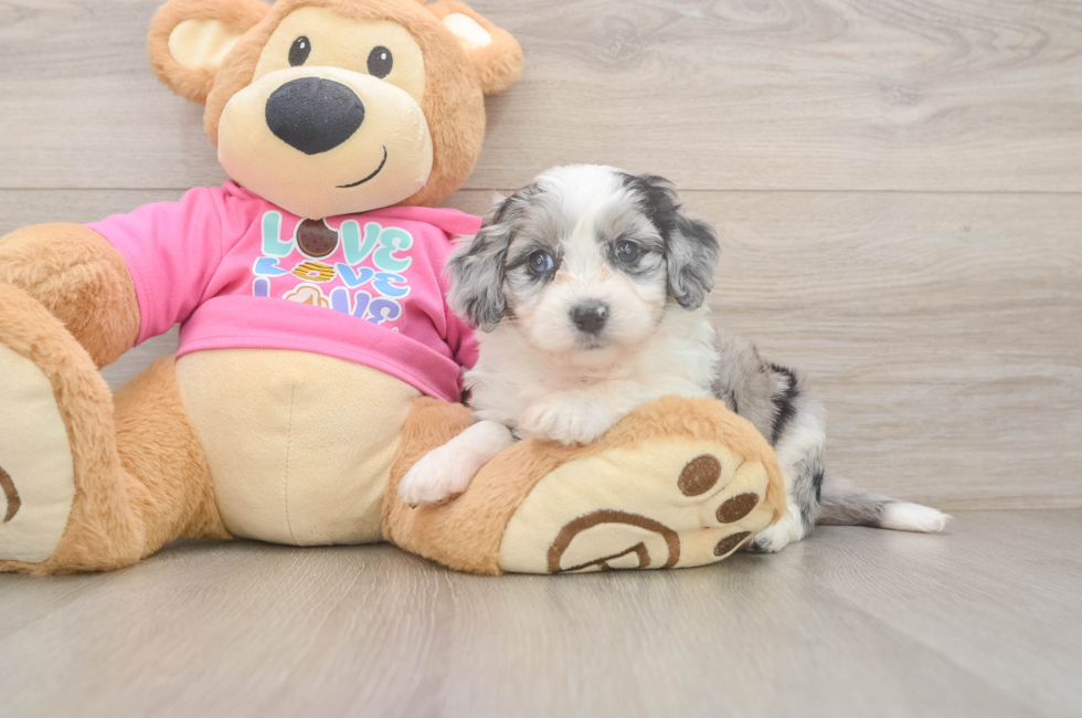 5 week old Aussiechon Puppy For Sale - Seaside Pups