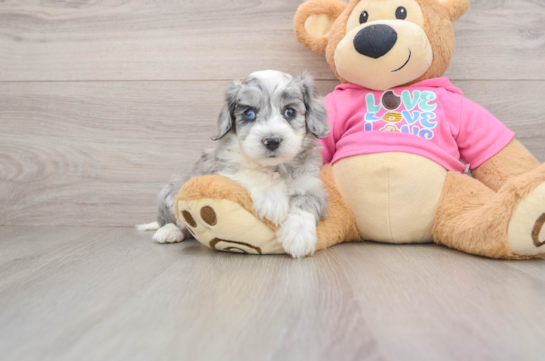 Happy Aussiechon Baby