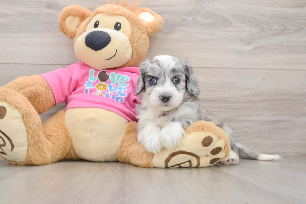 Best Aussiechon Baby