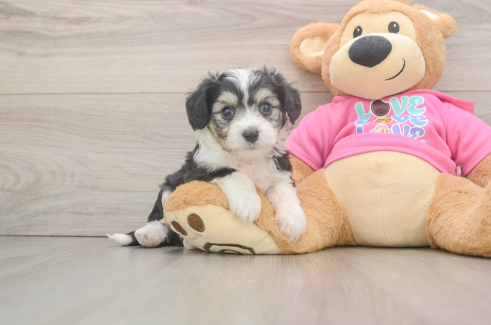 5 week old Aussiechon Puppy For Sale - Seaside Pups