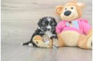 Aussiechon Puppy for Adoption