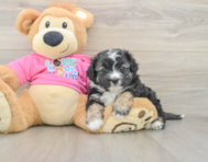 7 week old Aussiechon Puppy For Sale - Seaside Pups
