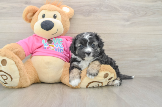 Popular Aussiechon Designer Pup