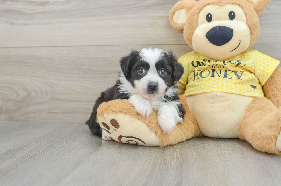 6 week old Aussiechon Puppy For Sale - Seaside Pups