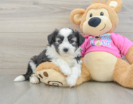 5 week old Aussiechon Puppy For Sale - Seaside Pups