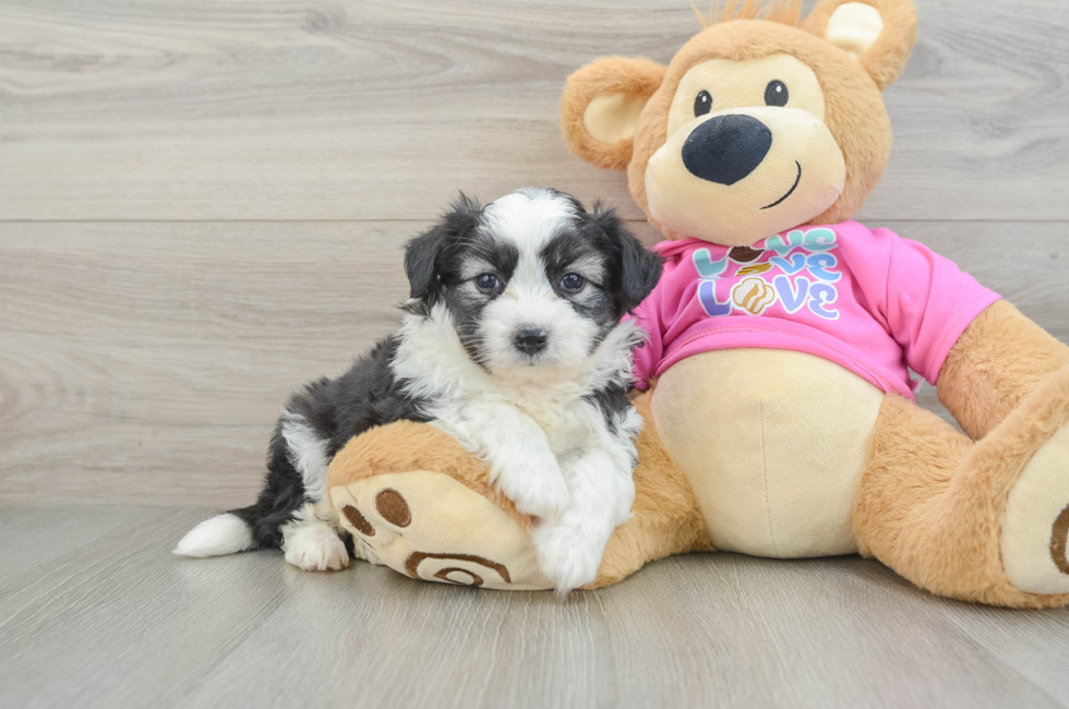 5 week old Aussiechon Puppy For Sale - Seaside Pups
