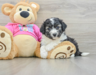 5 week old Aussiechon Puppy For Sale - Seaside Pups