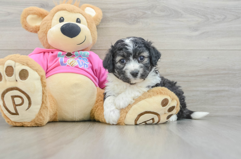 5 week old Aussiechon Puppy For Sale - Seaside Pups