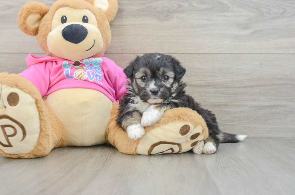 5 week old Aussiechon Puppy For Sale - Seaside Pups
