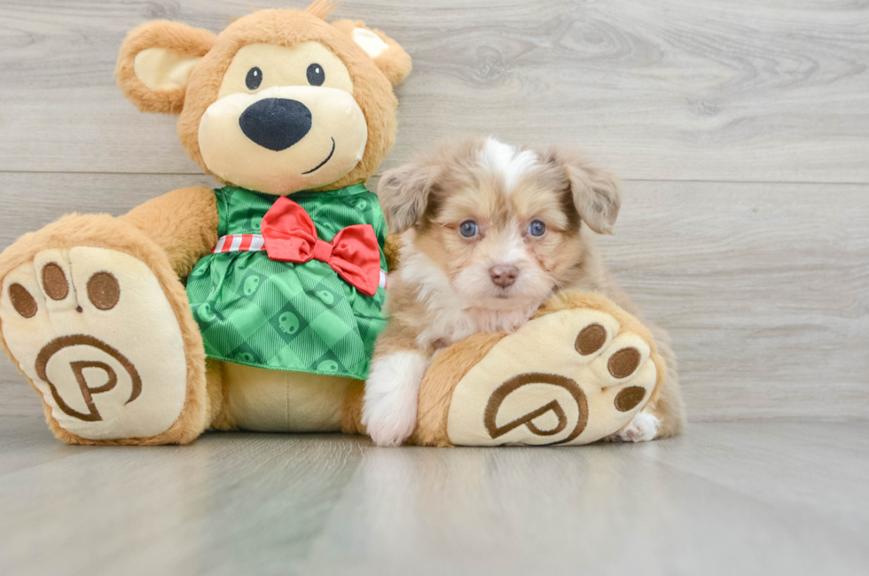 6 week old Aussiechon Puppy For Sale - Seaside Pups