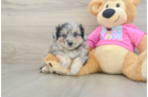 Best Aussiechon Baby