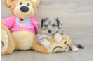 Aussiechon Pup Being Cute