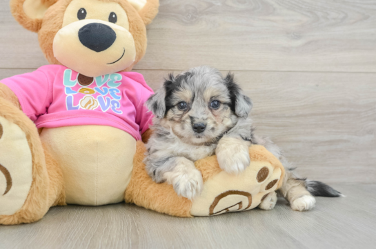 Aussiechon Pup Being Cute