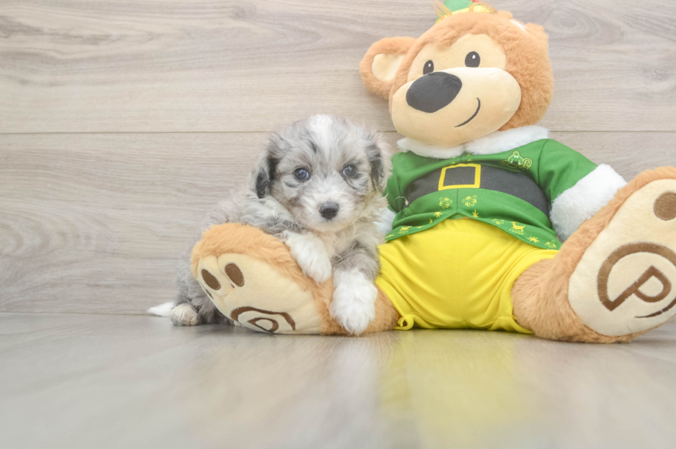 5 week old Aussiechon Puppy For Sale - Seaside Pups