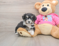 7 week old Aussiechon Puppy For Sale - Seaside Pups