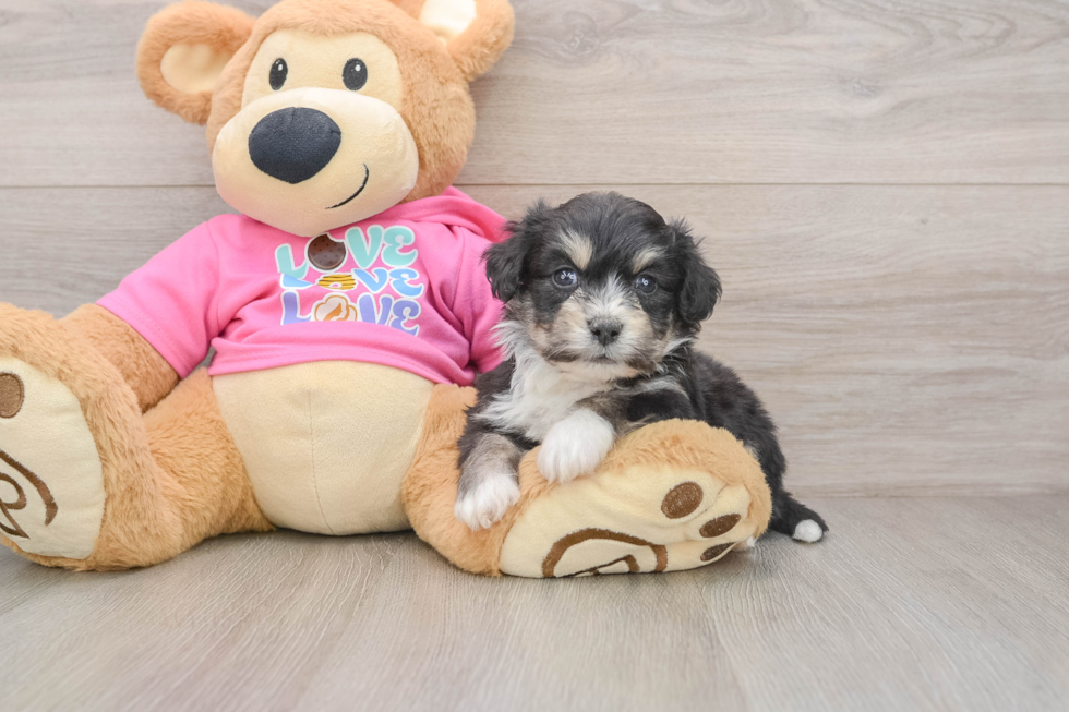 Sweet Aussiechon Baby