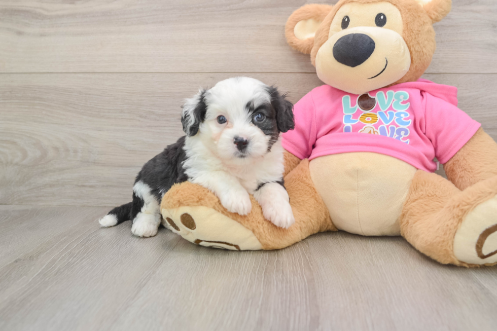 Petite Aussiechon Designer Pup