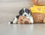 7 week old Aussiechon Puppy For Sale - Seaside Pups