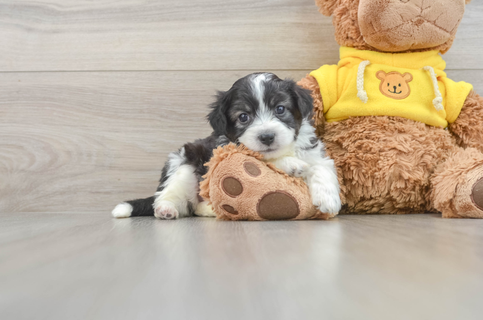 7 week old Aussiechon Puppy For Sale - Seaside Pups