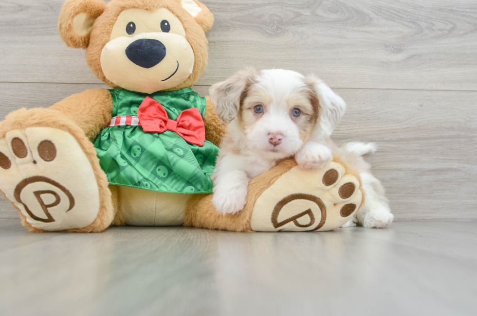 6 week old Aussiechon Puppy For Sale - Seaside Pups