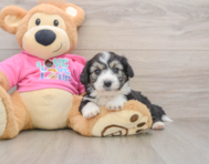 7 week old Aussiechon Puppy For Sale - Seaside Pups
