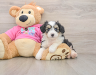 5 week old Aussiechon Puppy For Sale - Seaside Pups
