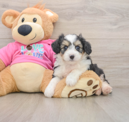 5 week old Aussiechon Puppy For Sale - Seaside Pups