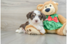 Aussiechon Puppy for Adoption