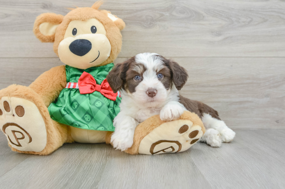 6 week old Aussiechon Puppy For Sale - Seaside Pups