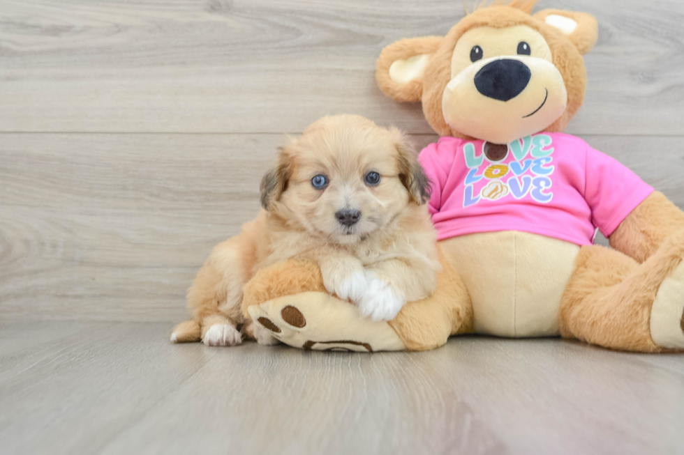 Aussiechon Pup Being Cute