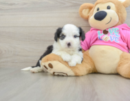 6 week old Aussiechon Puppy For Sale - Seaside Pups