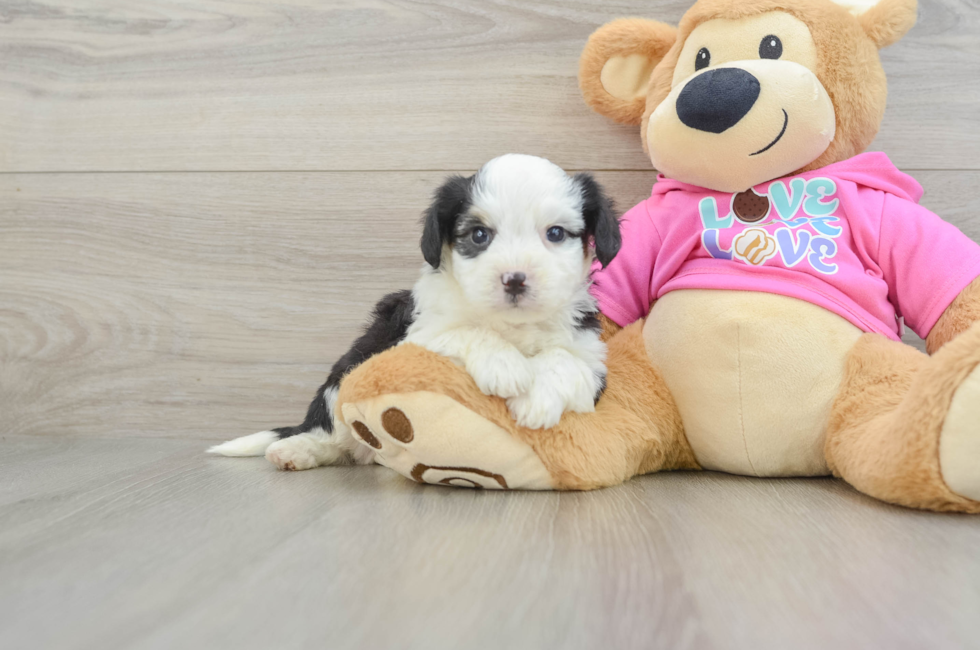 7 week old Aussiechon Puppy For Sale - Seaside Pups