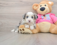 7 week old Aussiechon Puppy For Sale - Seaside Pups