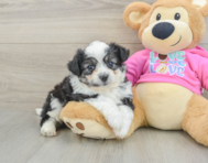 8 week old Aussiechon Puppy For Sale - Seaside Pups