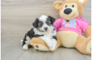 Fluffy Aussiechon Designer Pup