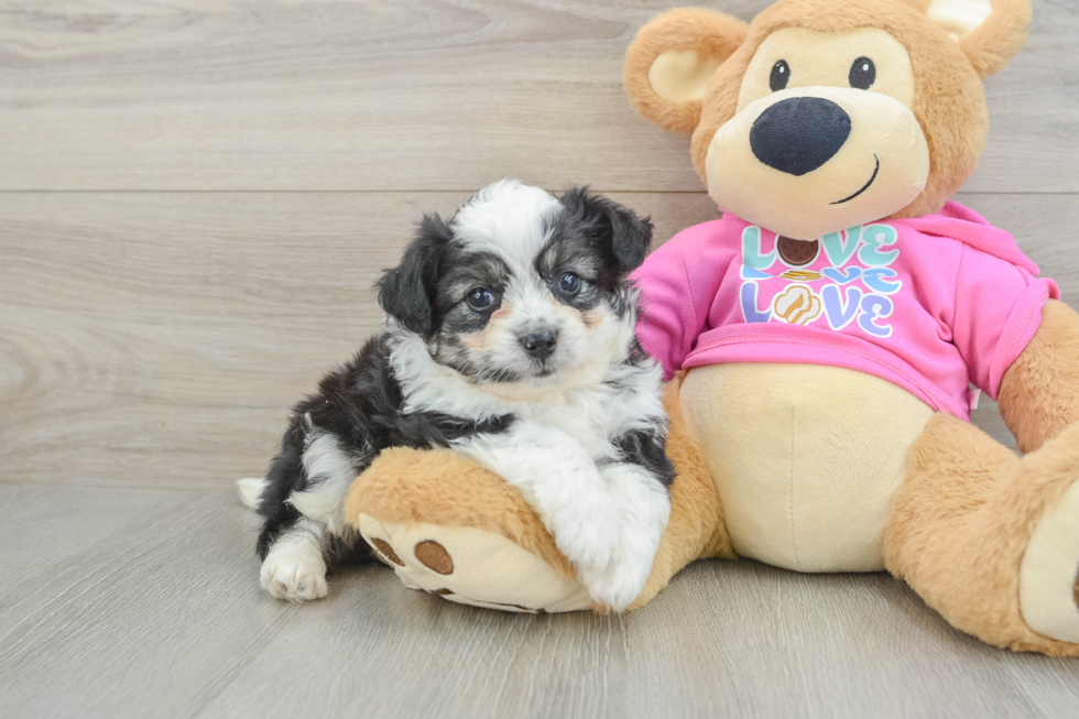 Fluffy Aussiechon Designer Pup