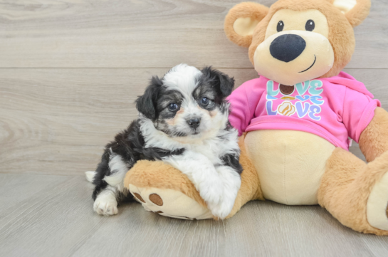 Fluffy Aussiechon Designer Pup