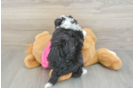 Popular Aussiechon Designer Pup