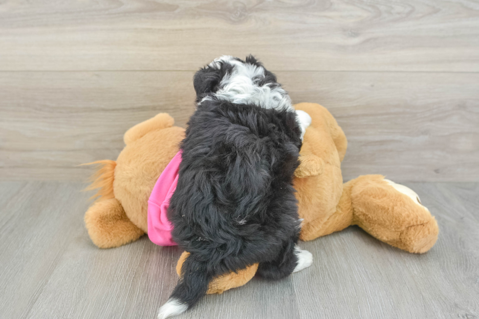 Popular Aussiechon Designer Pup