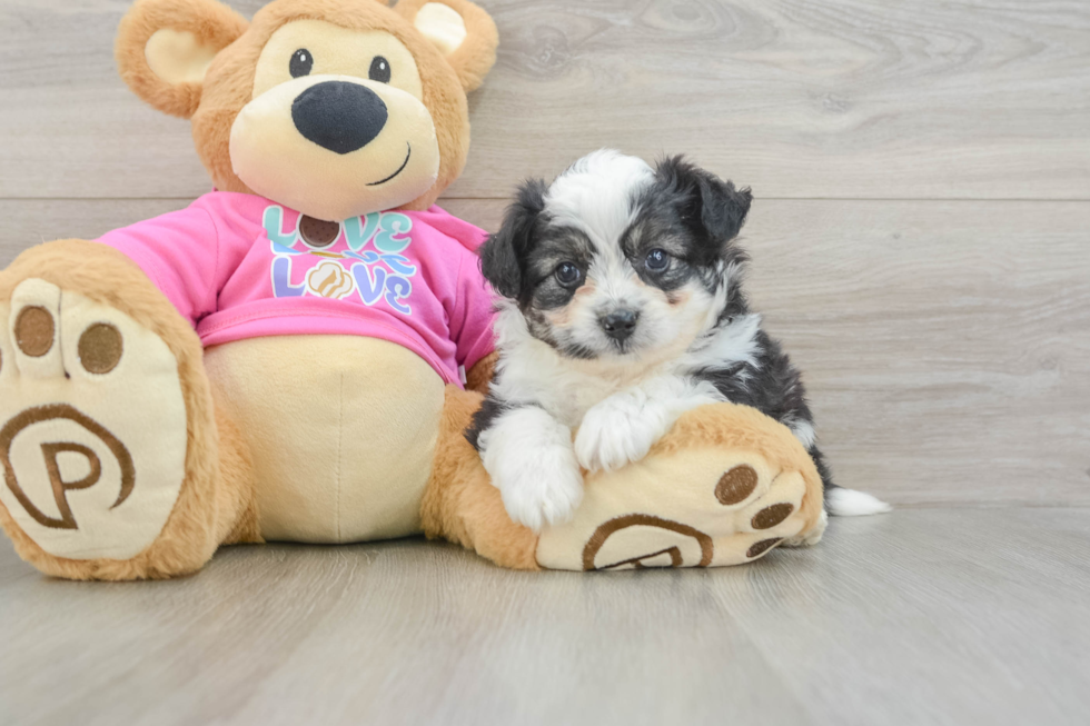 Adorable Aussie Bichon Designer Puppy