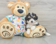 7 week old Aussiechon Puppy For Sale - Seaside Pups
