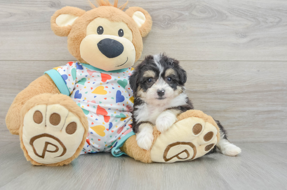 6 week old Aussiechon Puppy For Sale - Seaside Pups