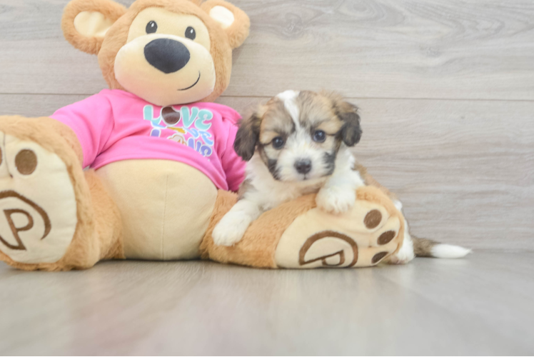 Funny Aussiechon Designer Pup